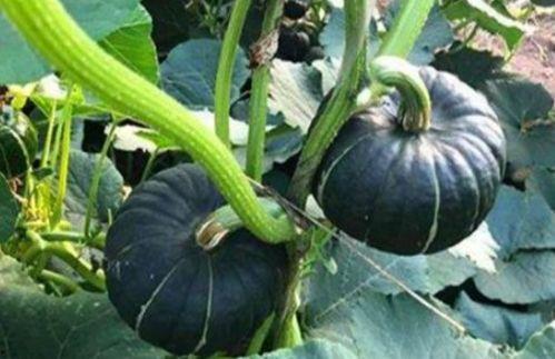 唐山网红吃瓜事件真相是真的吗,真相揭秘，还原事件始末