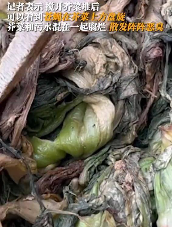 香港橄榄菜爆料视频播放